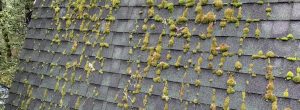 Roof in need of maintenance is shown with a moss covered roof causing roof failure in Capitola Ca