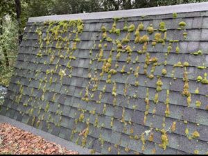 Our roofing company found this example where moss had been allowed to grow on this roof due to the harsh weather in Aptos California